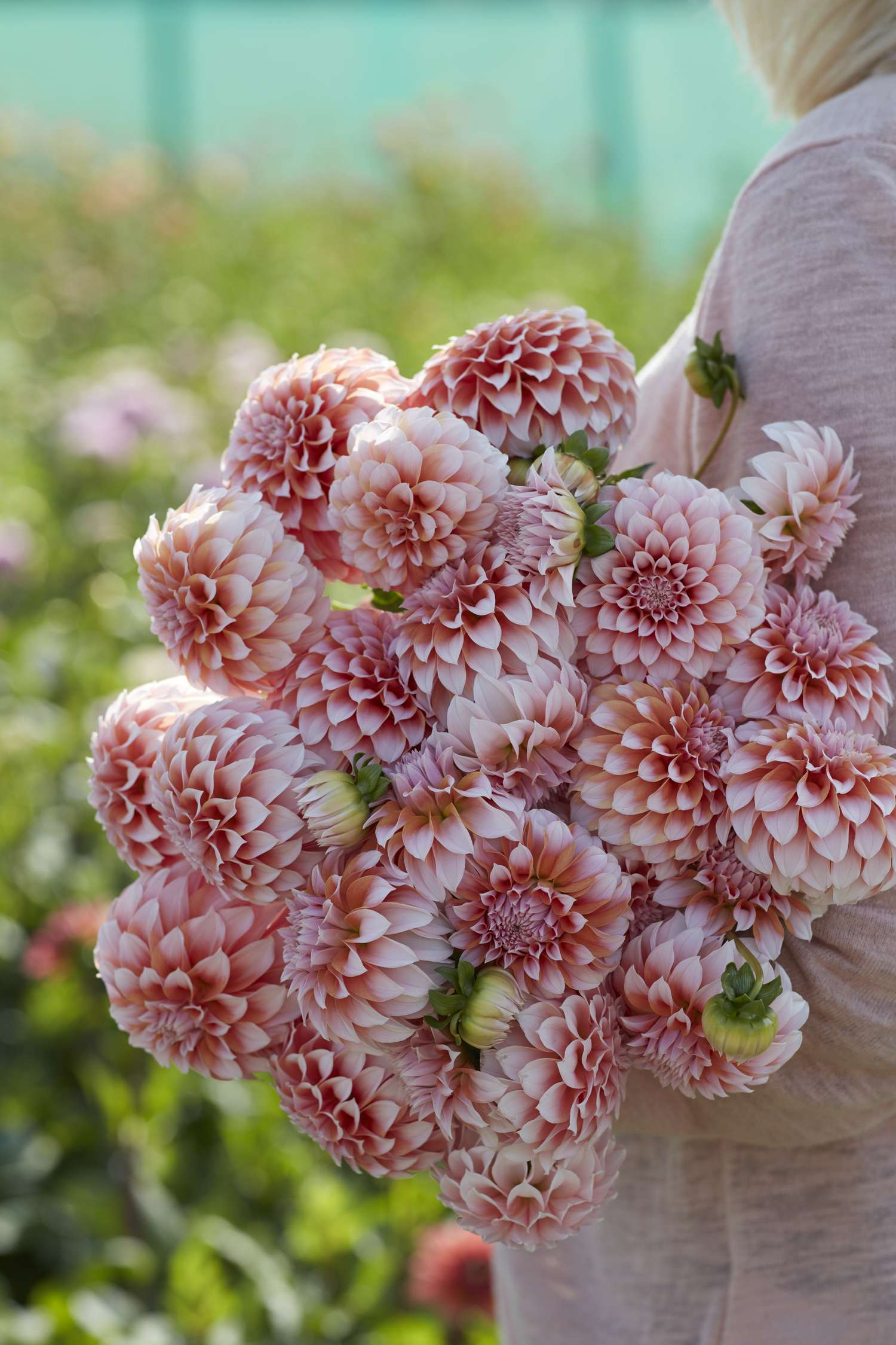 Dahlie 'Peaches'